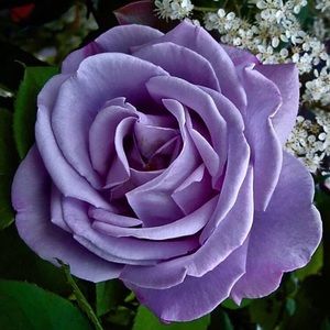 Meet your Posher, Kat